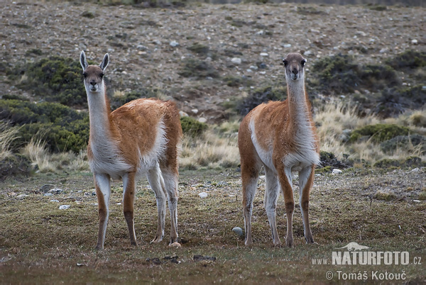 Guanac