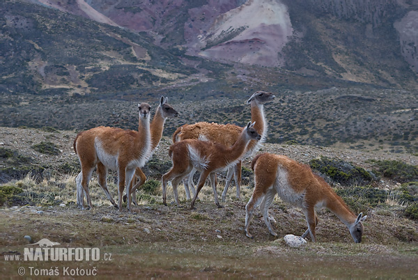 Guanaco