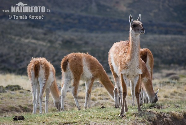 Guanaco