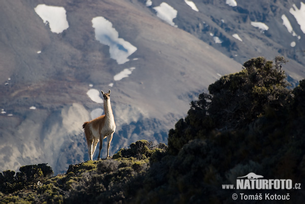 Guanaco