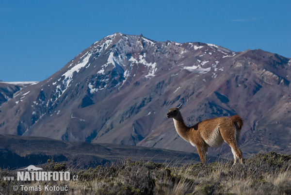 Guanaco