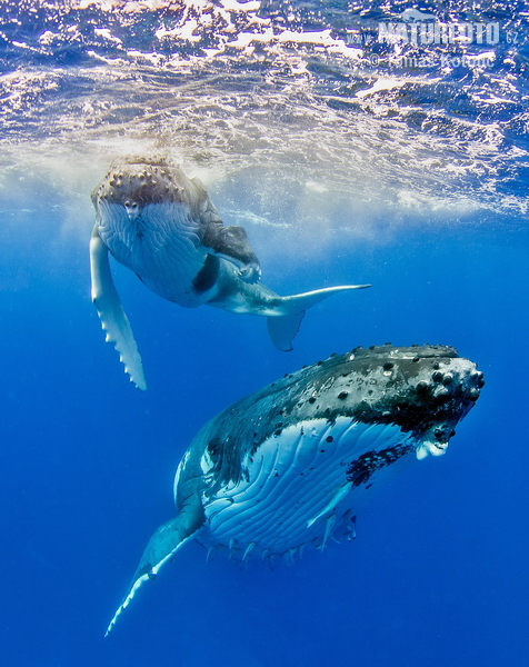Hosszúszárnyú bálna