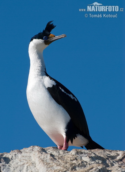 Kormoran niebieskooki