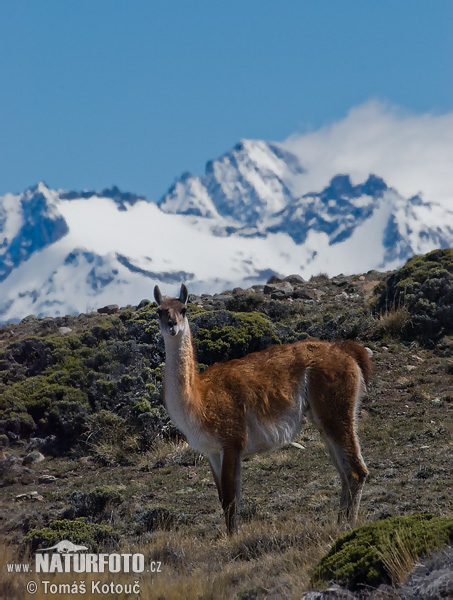 Lama guanicoe