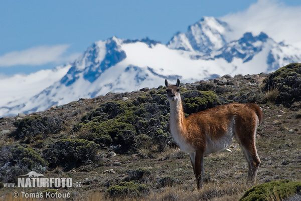 Lama guanicoe