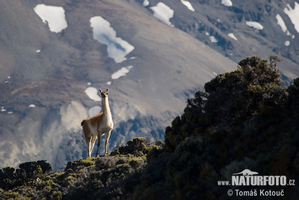 Lama guanicoe