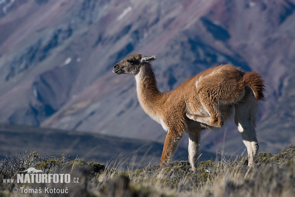 Lama guanicoe