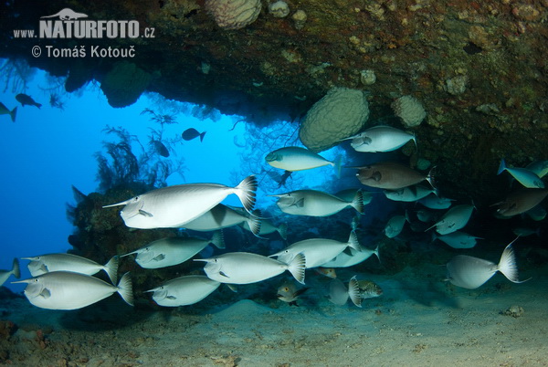 lauklingen-Nasendoktorfisch