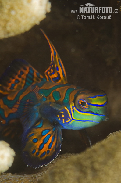 Mandarin fish (Synchiropus splendidus)