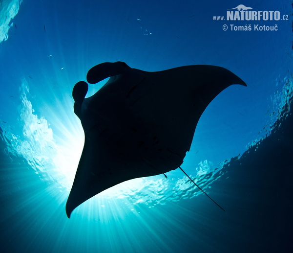 Manta alfredi