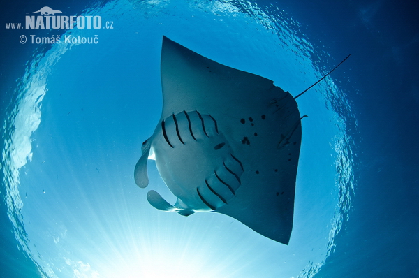 Manta alfredi