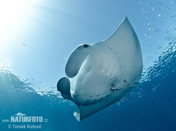 Manta alfredi