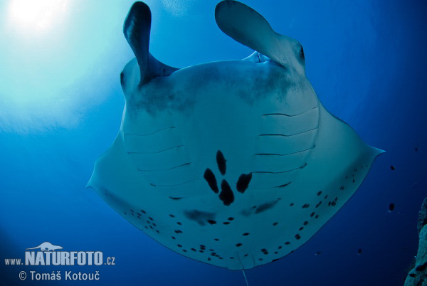 Manta birostris