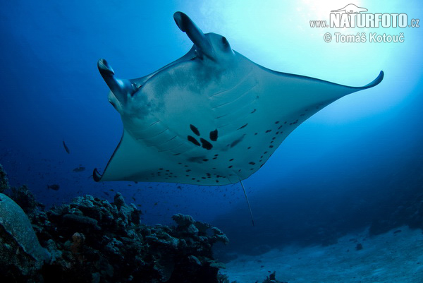 Manta