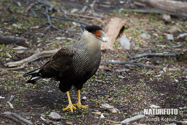 Noordelijke kuifcaracara