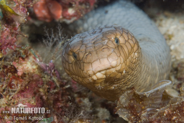 Olive sea snake (Aipysurus laevis)