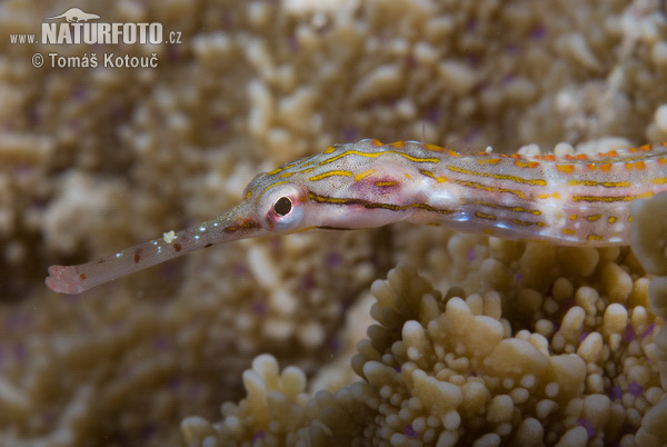 Orange spotted pipefish (Corythoichthys ocellatus)
