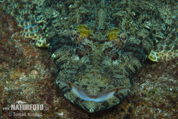 Papilloculiceps longiceps