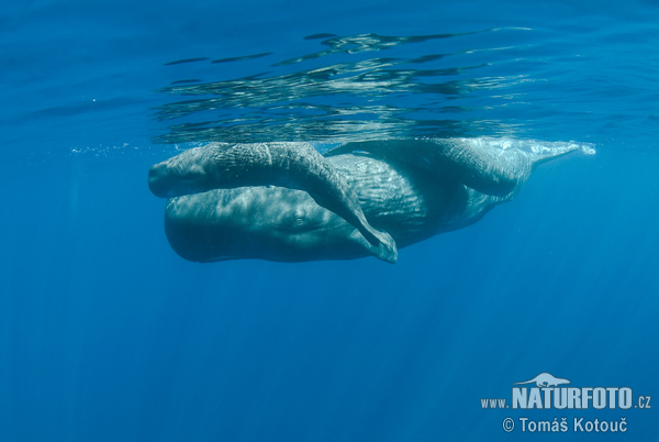 Physeter macrocephalus