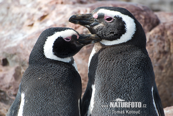 Pingüí de Magallanes