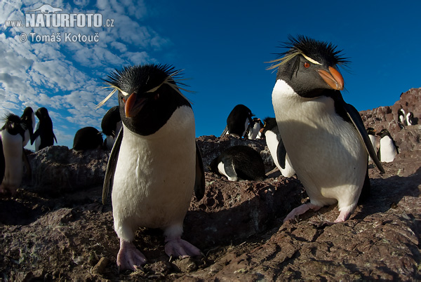 Pingüí salta-roques