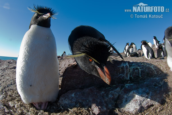 Pingüí salta-roques