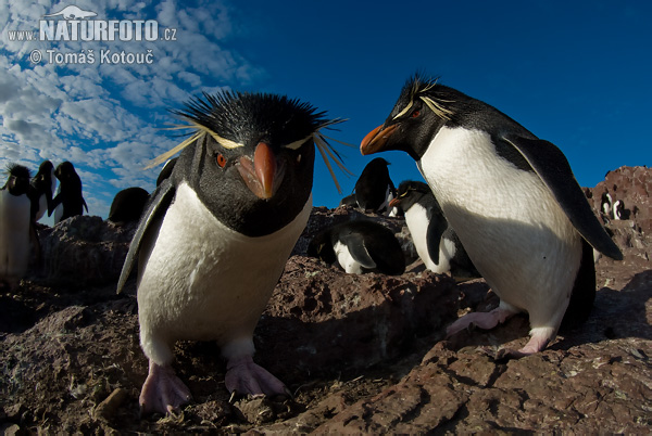 pinguim-saltador-da-rocha, pinguim-de-penacho-amarelo