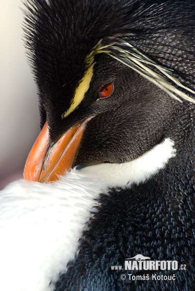 pinguim-saltador-da-rocha, pinguim-de-penacho-amarelo