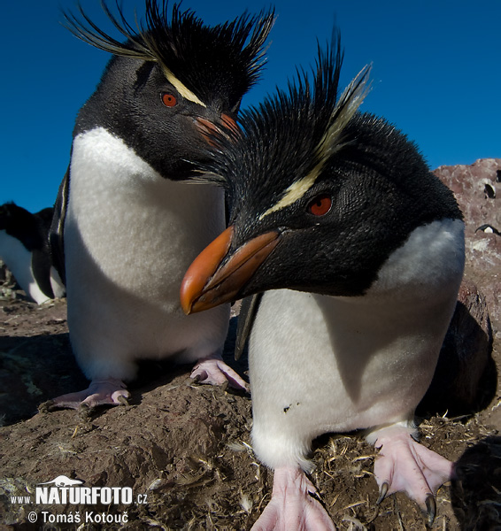 pinguim-saltador-da-rocha, pinguim-de-penacho-amarelo