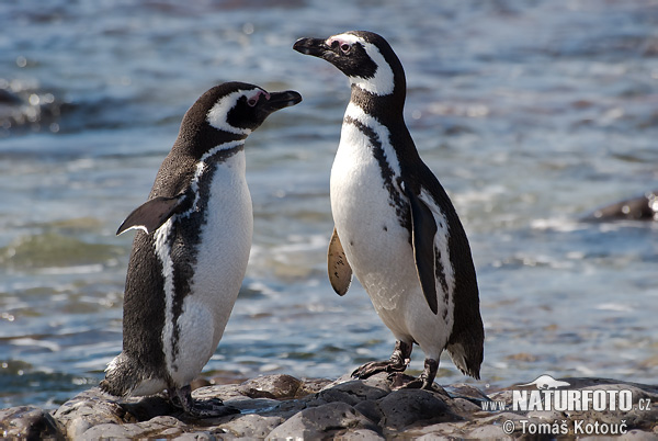 Pingüino de Magallanes