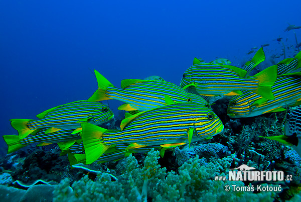 Ptectorhinchus vittatus