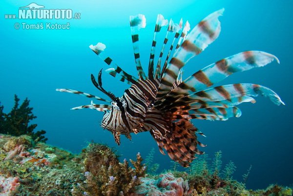 Pterois volitans