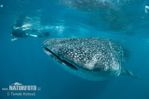 Requin-baleine