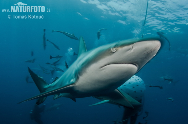 Requin bordé