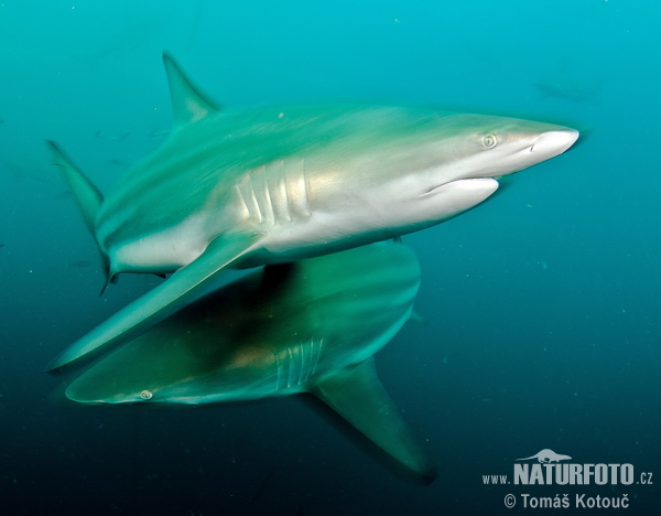 Requin bordé