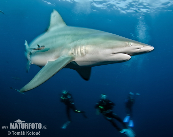 Requin bordé