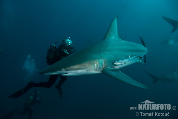 Requin bordé