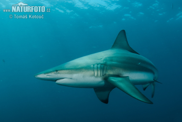 Requin bordé