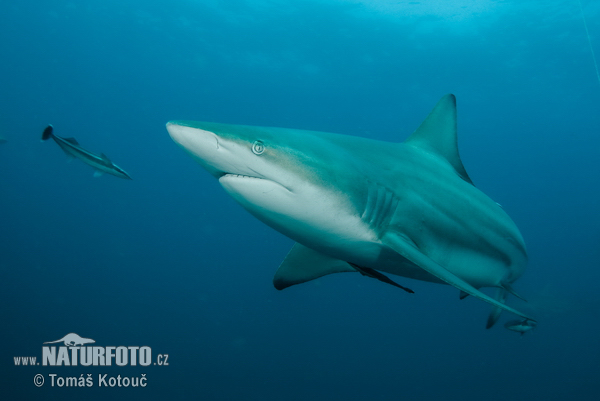 Requin bordé