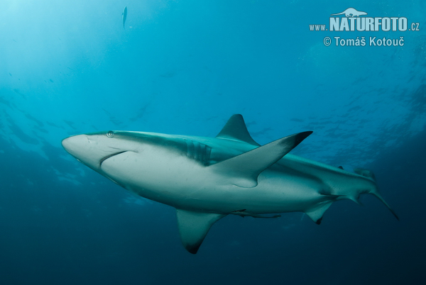 Requin bordé