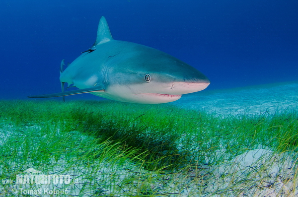 Requin de récifi