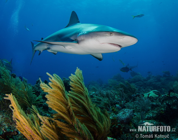 Requin de récifi