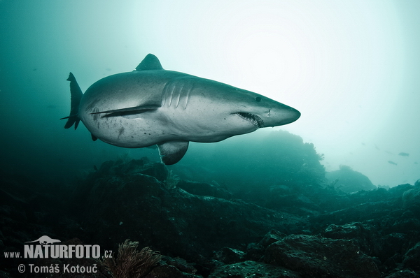 requin féroce