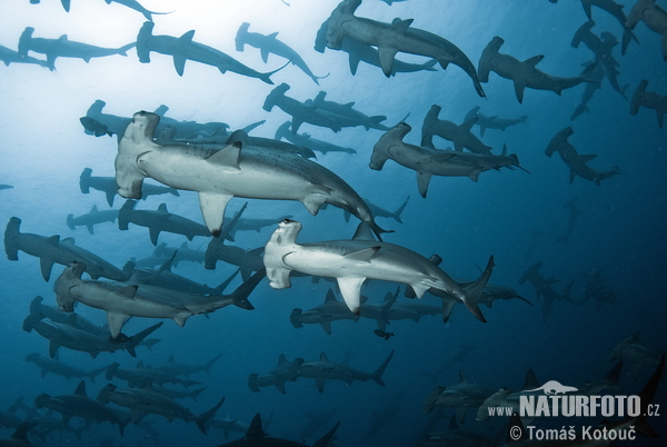 Requin-marteau halicorne