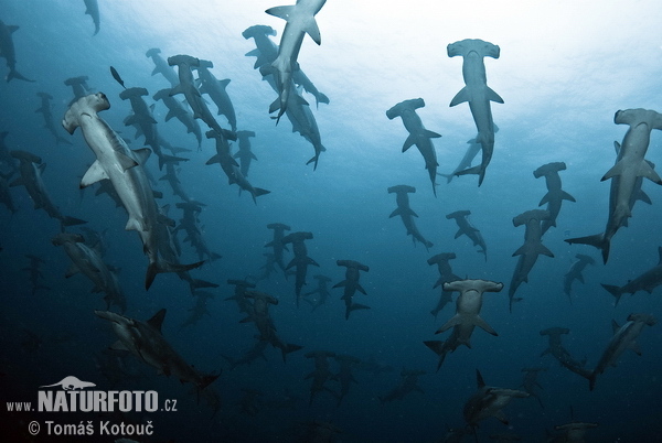 Requin-marteau halicorne