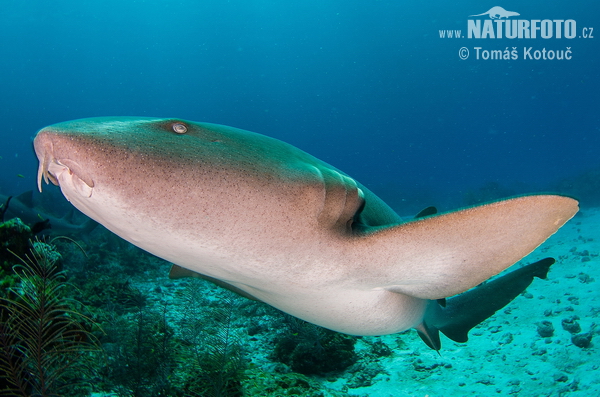 Requin nourrice