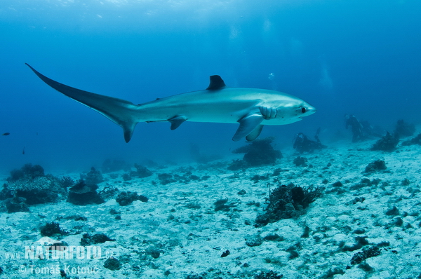 Requin-renard pélagique