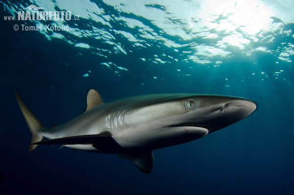 Requin soyeux