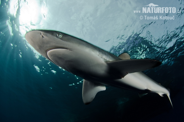 Requin soyeux