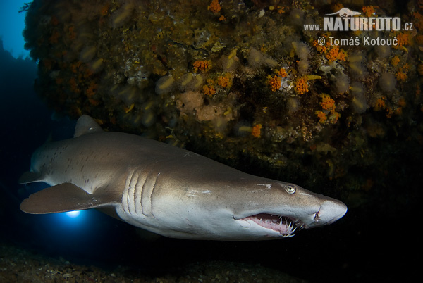 Requin-taureau